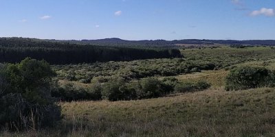Campo cerca de los viñedos, bodegas y pueblo Garzon.