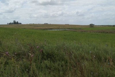 Campo en Florida agrícola-ganadero