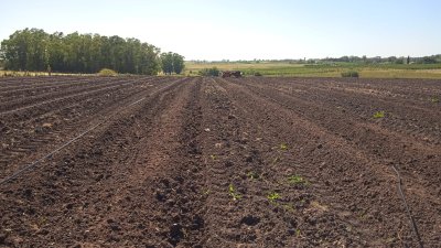 Excelente OPORTUNIDAD de inversión Campo 6,7Has con cultivo de cañamo cannabis 