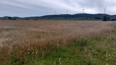 Campos de 6 y 5 has en los Caracoles 35 minutos de Punta del Este