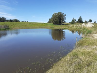 Muy buen Campo para cria de ganado.