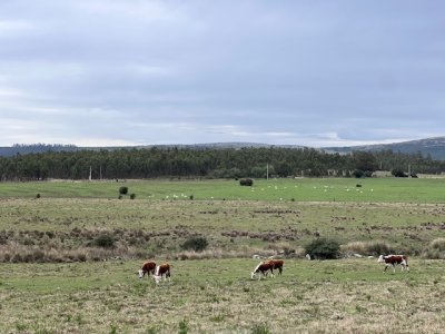 Campo de 22 has 6862 m2 cerca de Punta del Este