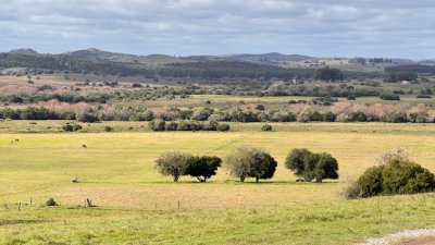 Campo 57 has - Agricola Ganadero cerca de Minas! muy bueno!