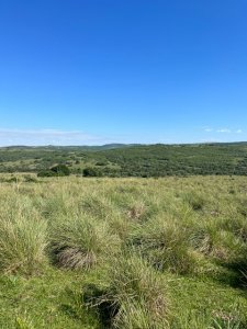 Campo en Paso de la Cantera 