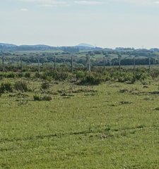 Campo de 5 has en paraje Corte de la Leña