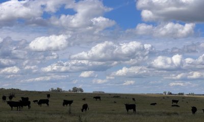 Campo agricola-ganadero