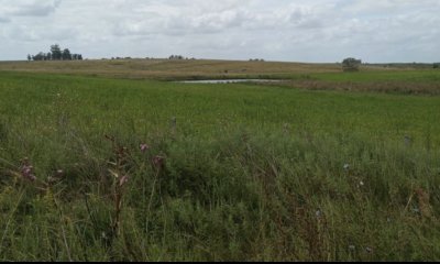 Campo en Florida agrícola-ganadero