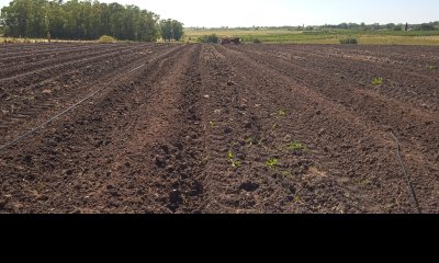 Excelente OPORTUNIDAD de inversión Campo 6,7Has con cultivo de cañamo cannabis