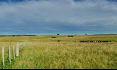 Campo en Rio Negro