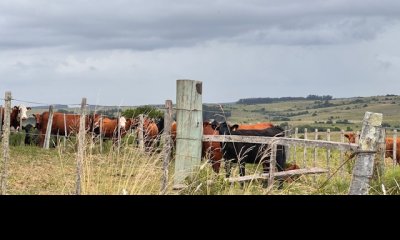 Campo sobre camino los molles y Pueblo Garzón.