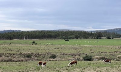 Campo de 22 has 6862 m2 cerca de Punta del Este