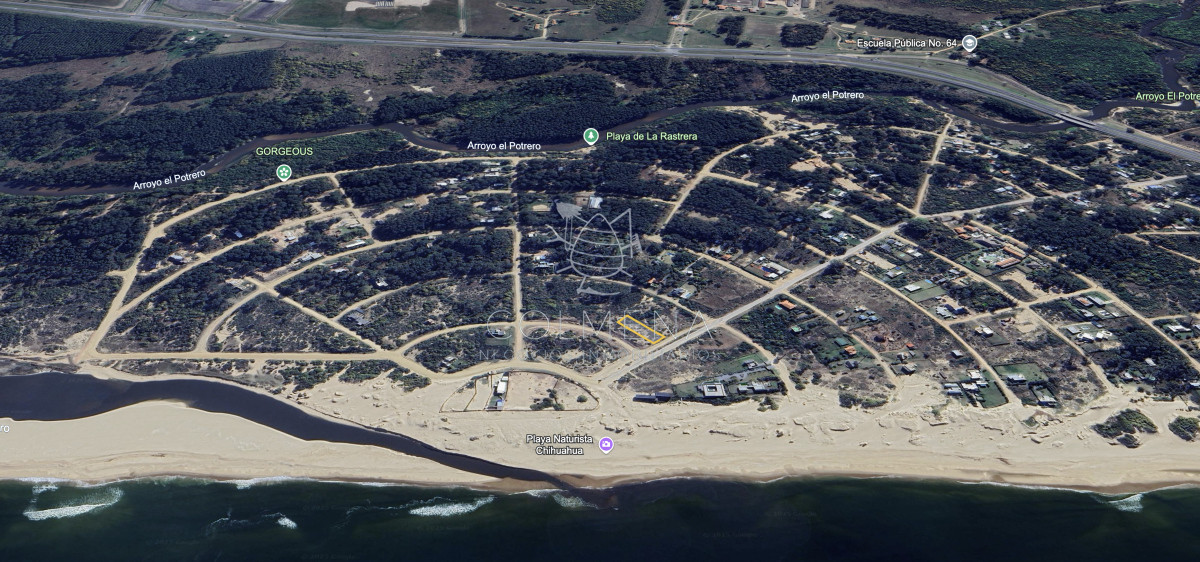 Chihuahua - GoPunta - Portal Inmobiliario de Punta del Este - Maldonado