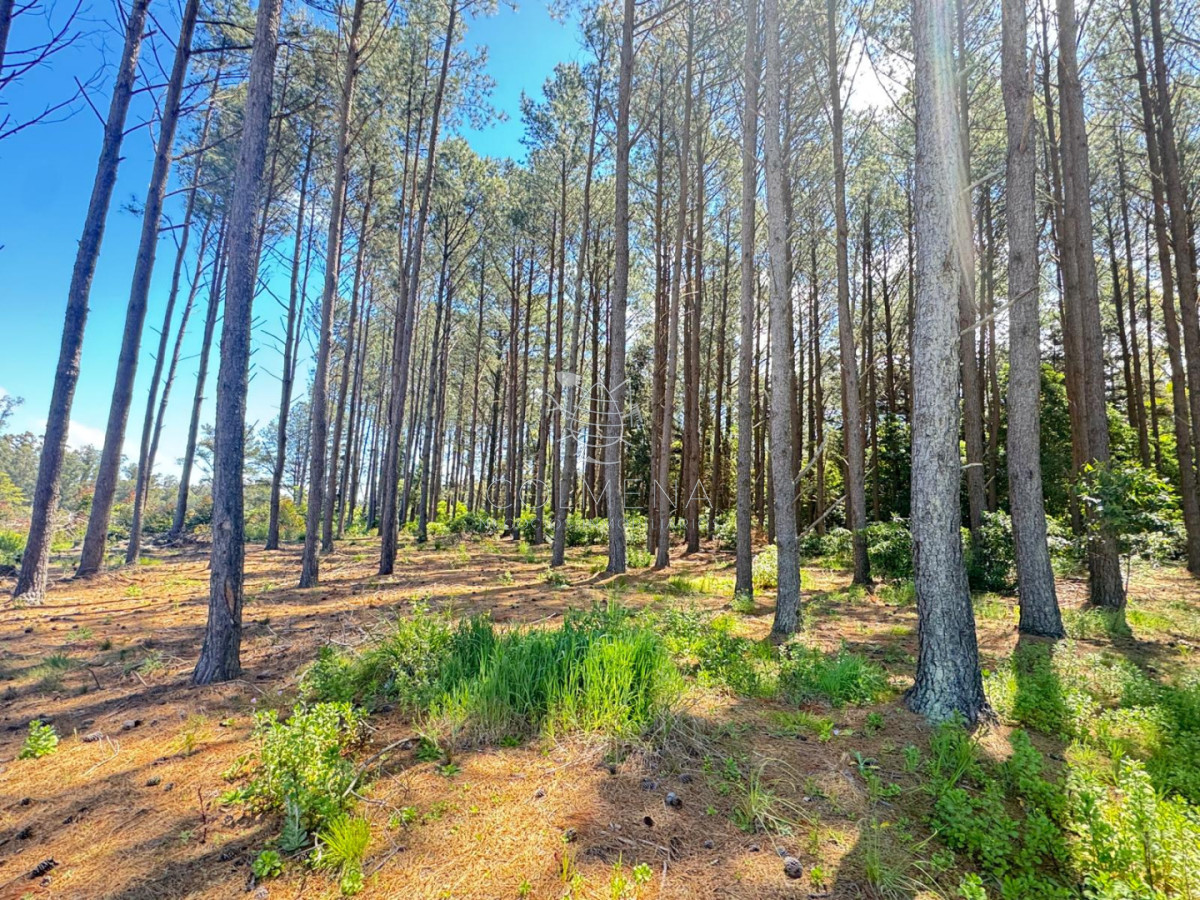 Terreno 10000 m2 en un muy buen entorno