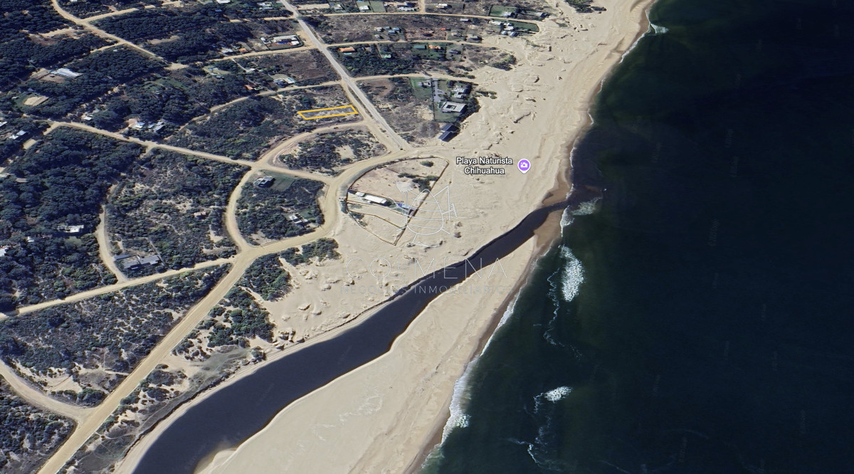 Chihuahua - GoPunta - Portal Inmobiliario de Punta del Este - Maldonado