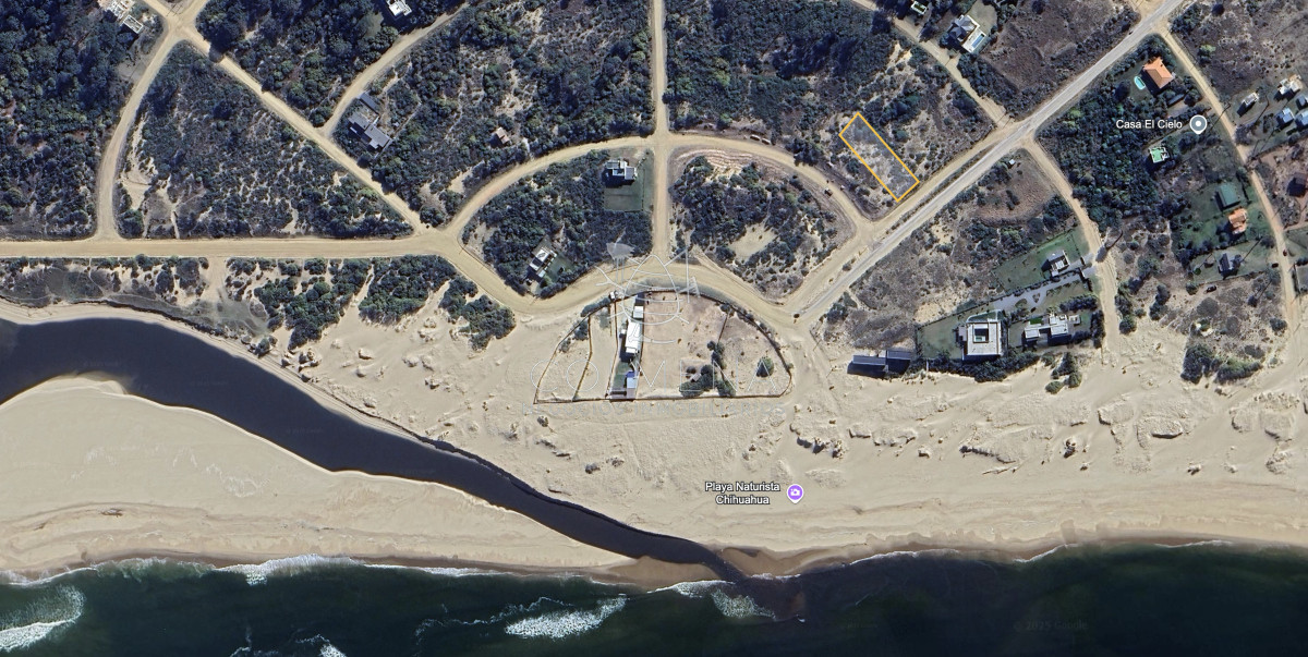 Chihuahua - GoPunta - Portal Inmobiliario de Punta del Este - Maldonado