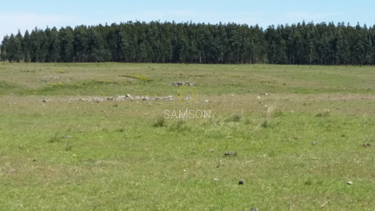 Campo Ref.64084 - Venta de campo ganadero-agricola en Paysandu