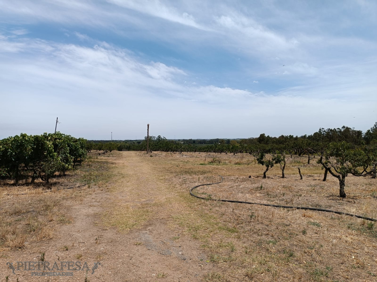 Chacra ID.5747 - Chacra en venta sobre ruta 5-Melilla