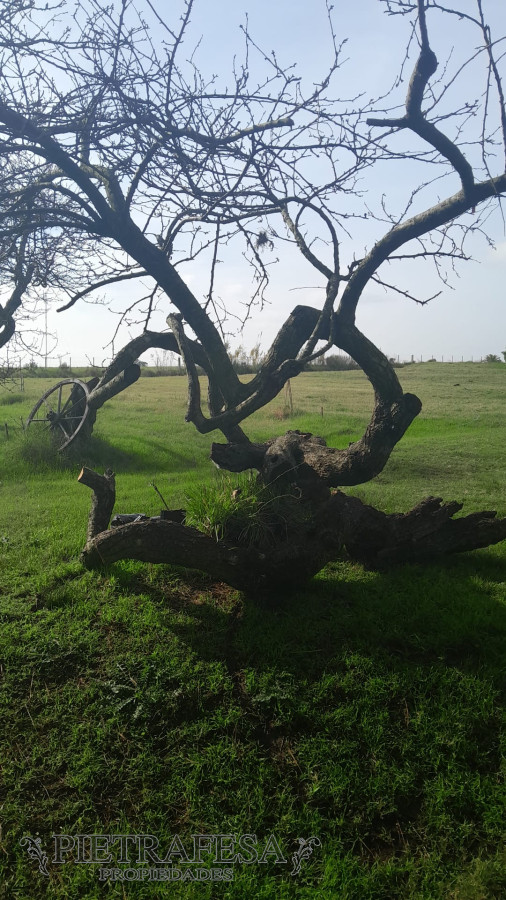 Chacra ID.10011 - Chacra en venta- Santiago Vázquez 