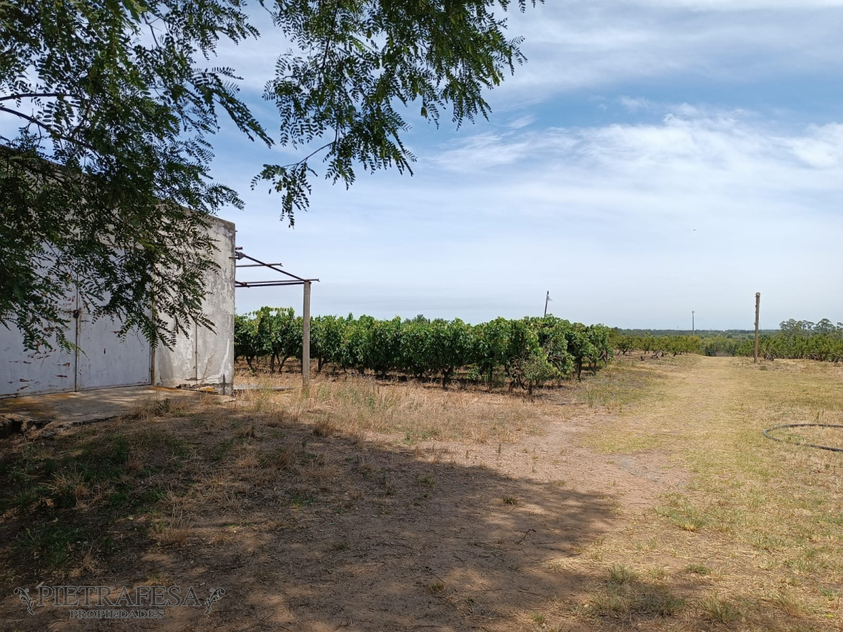 Chacra ID.5747 - Chacra en venta sobre ruta 5-Melilla