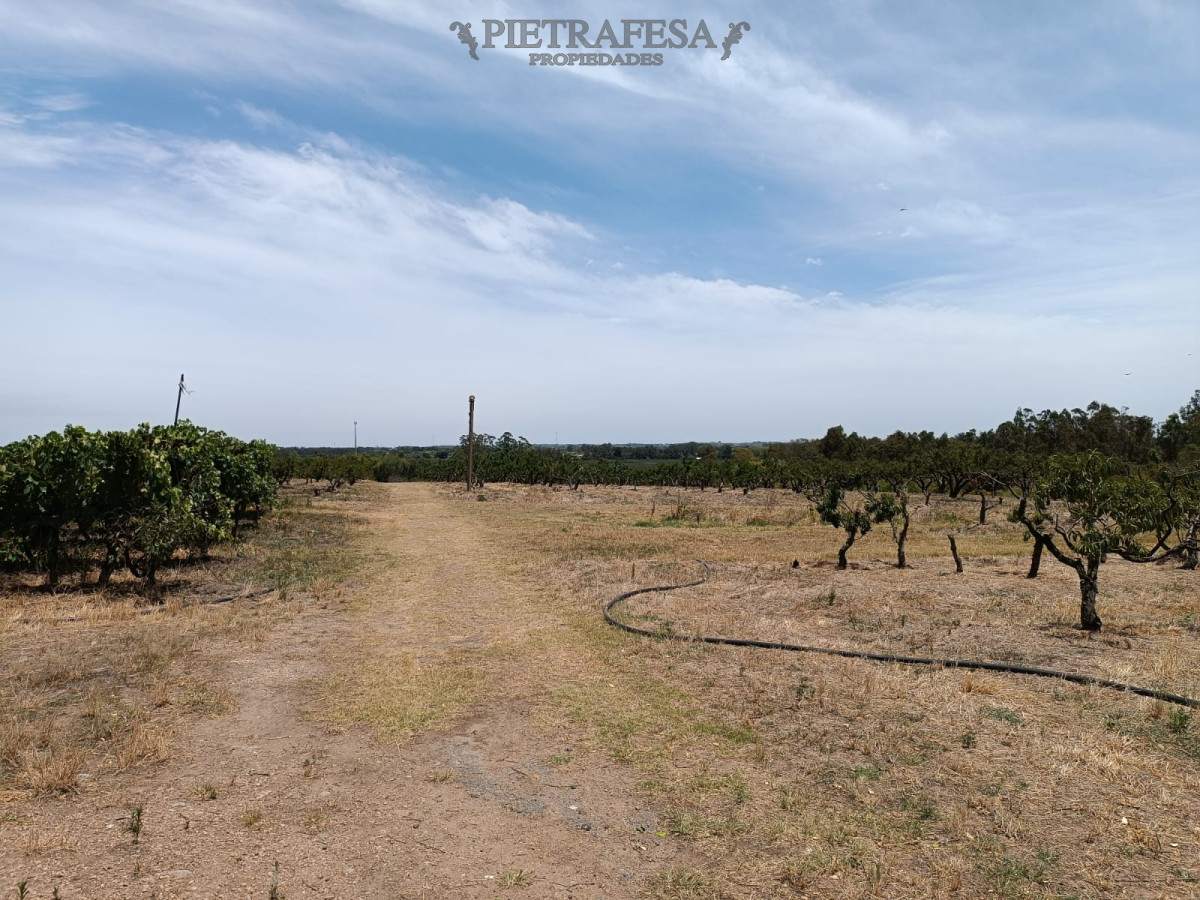 Chacra ID.5747 - Chacra en venta sobre ruta 5-Melilla