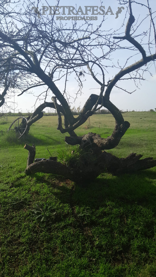 Chacra ID.10011 - Chacra en venta- Santiago Vázquez 
