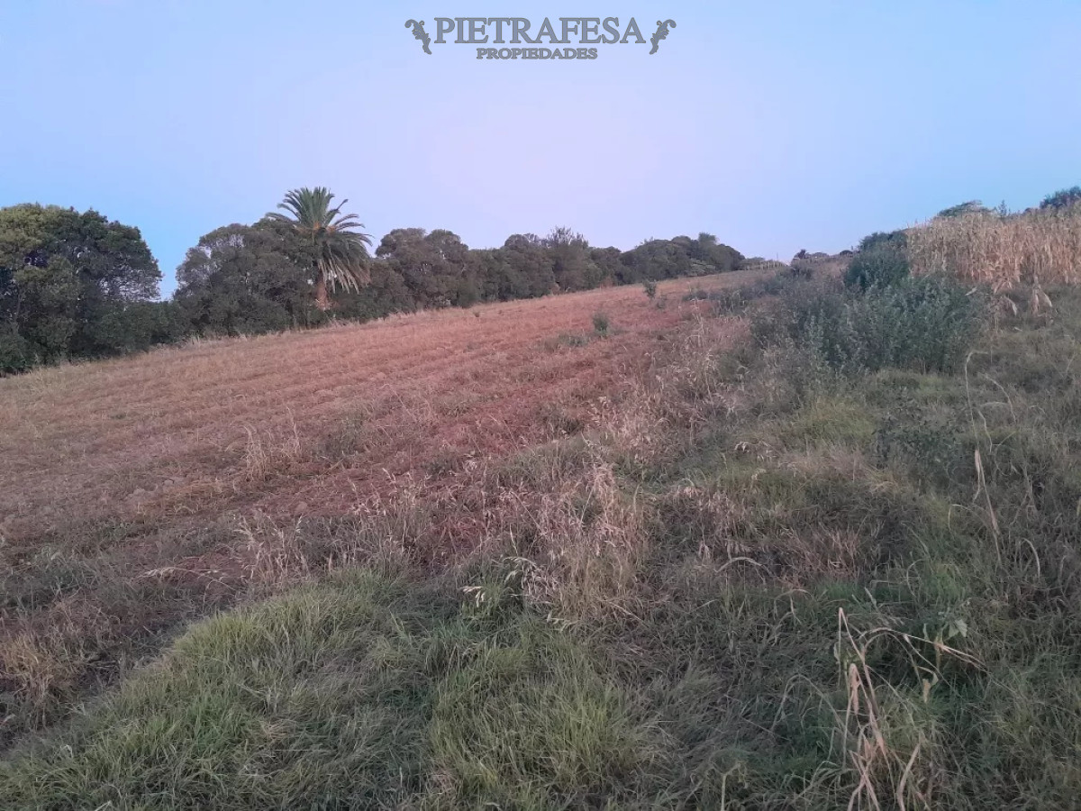 Campo Ref.12498 - Campo en venta -Paso de la arena