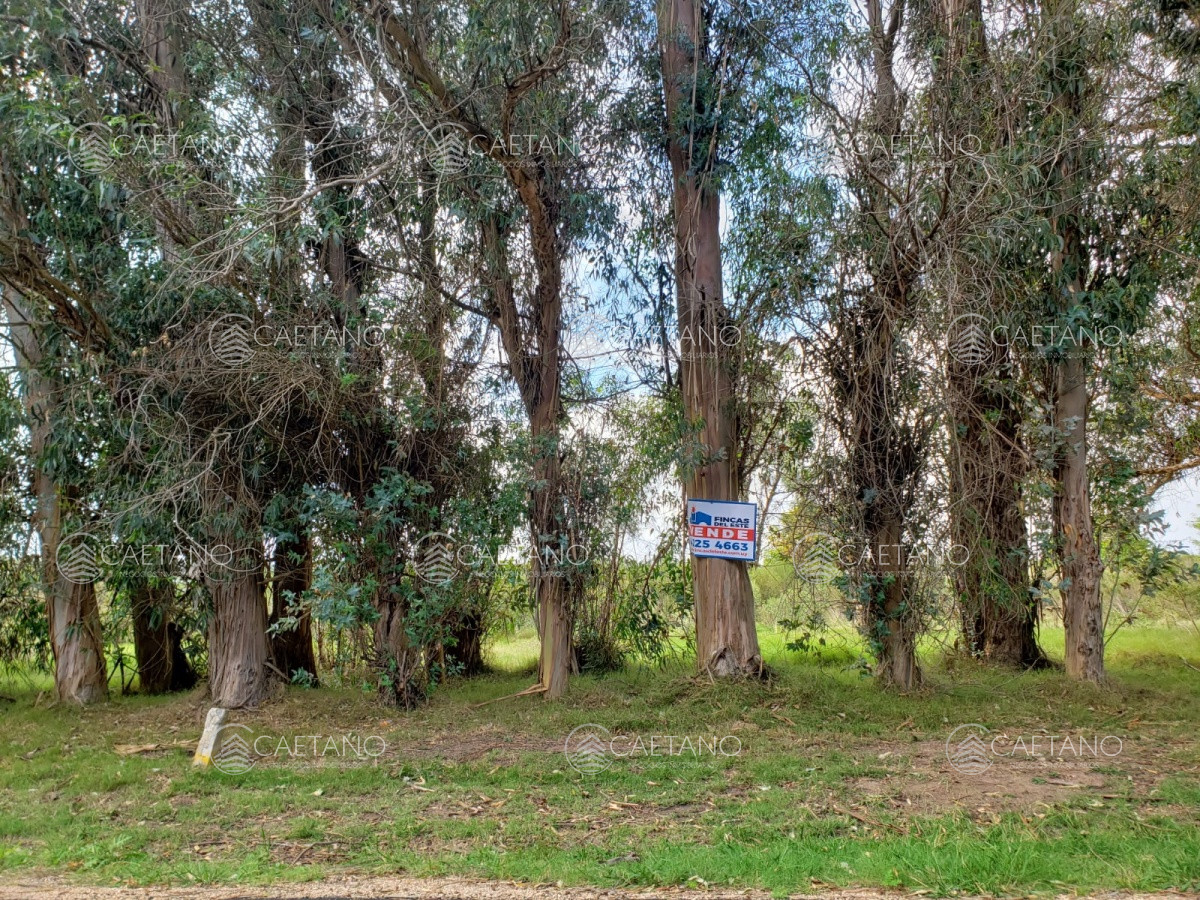 Propiedad - GoPunta - Portal Inmobiliario de Punta del Este - Maldonado