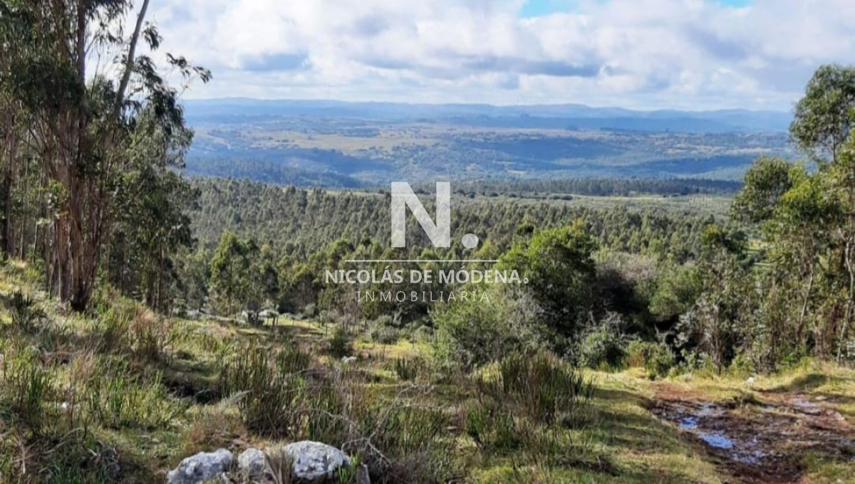 Campo