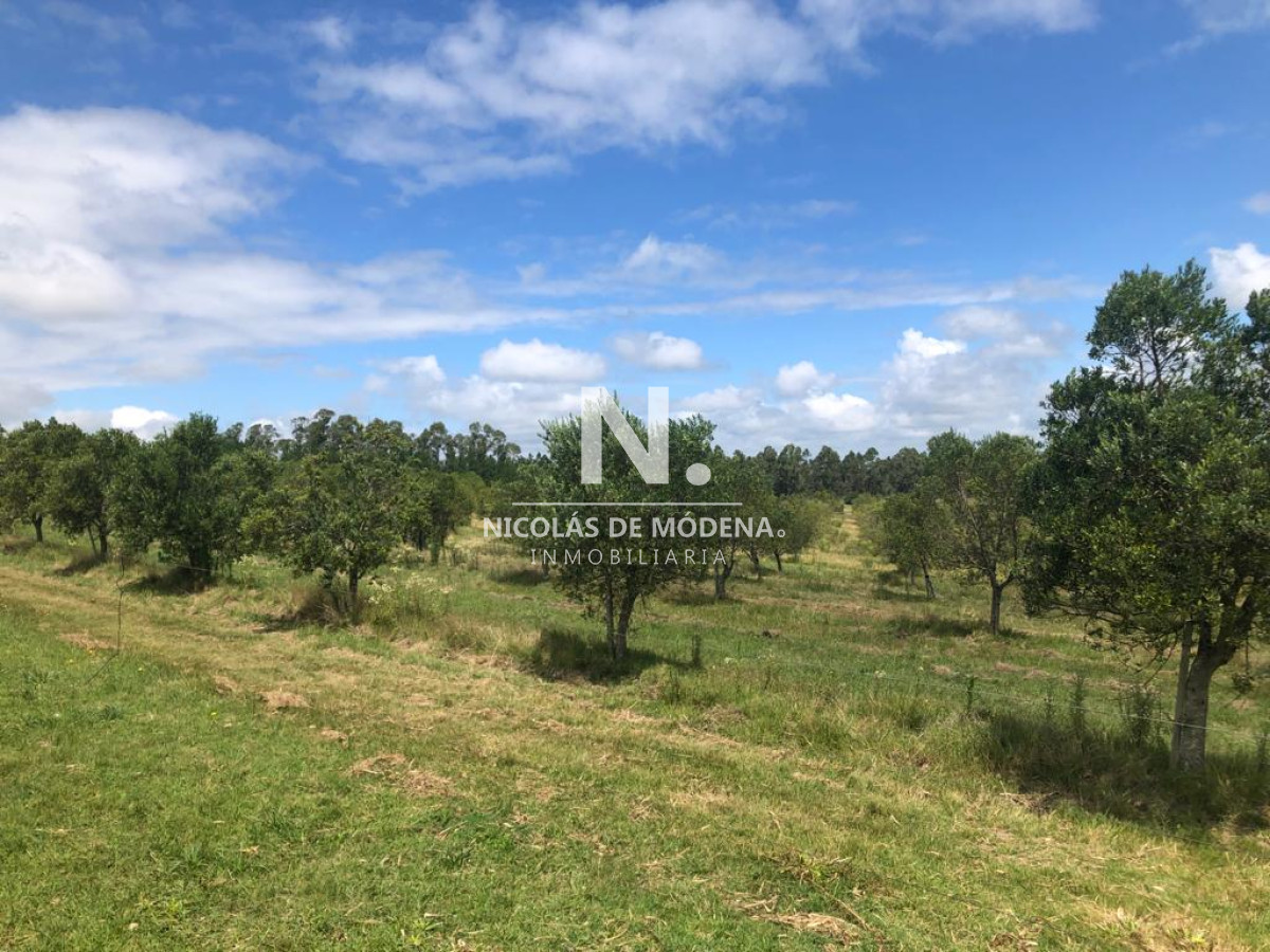 Campo