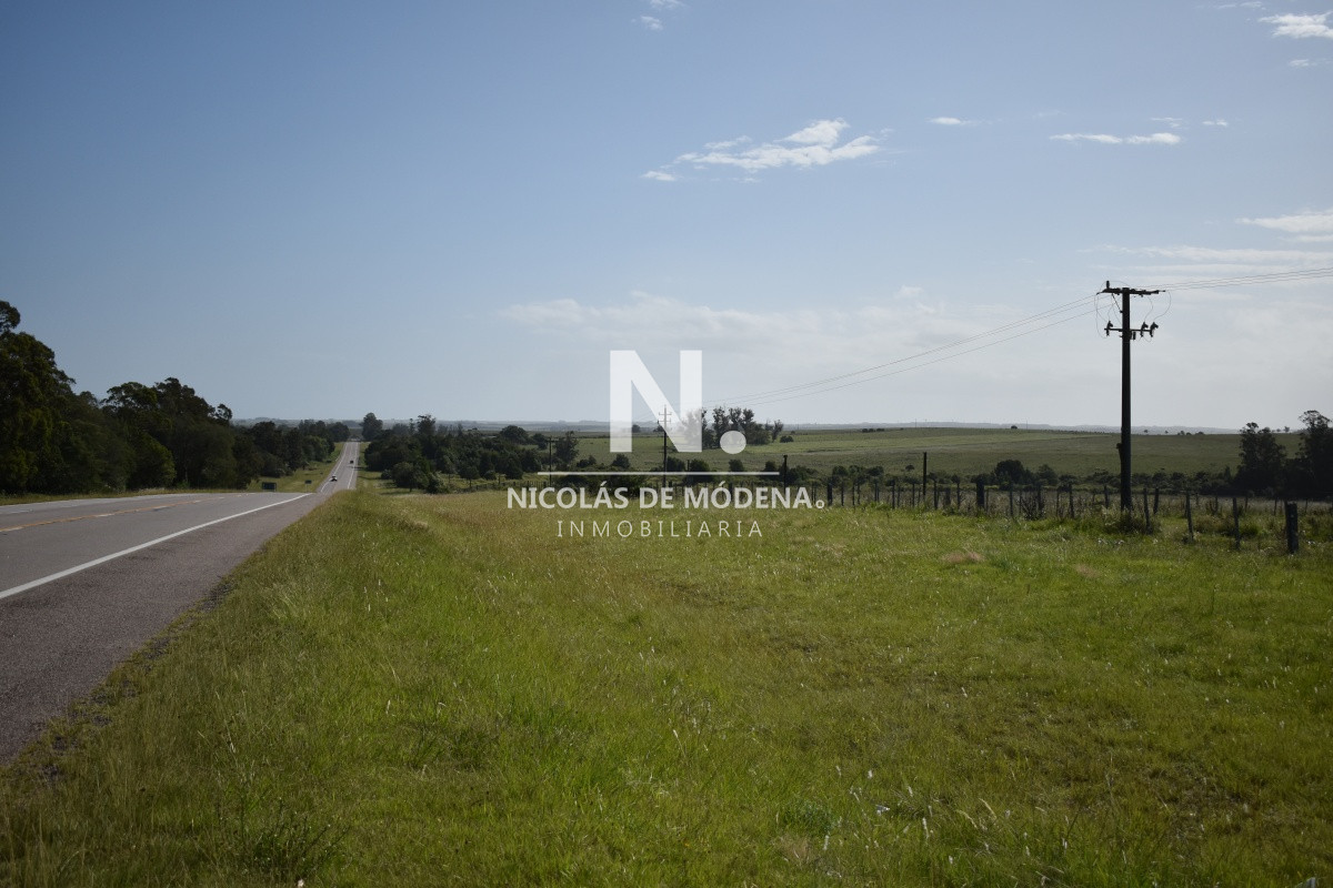 Campo