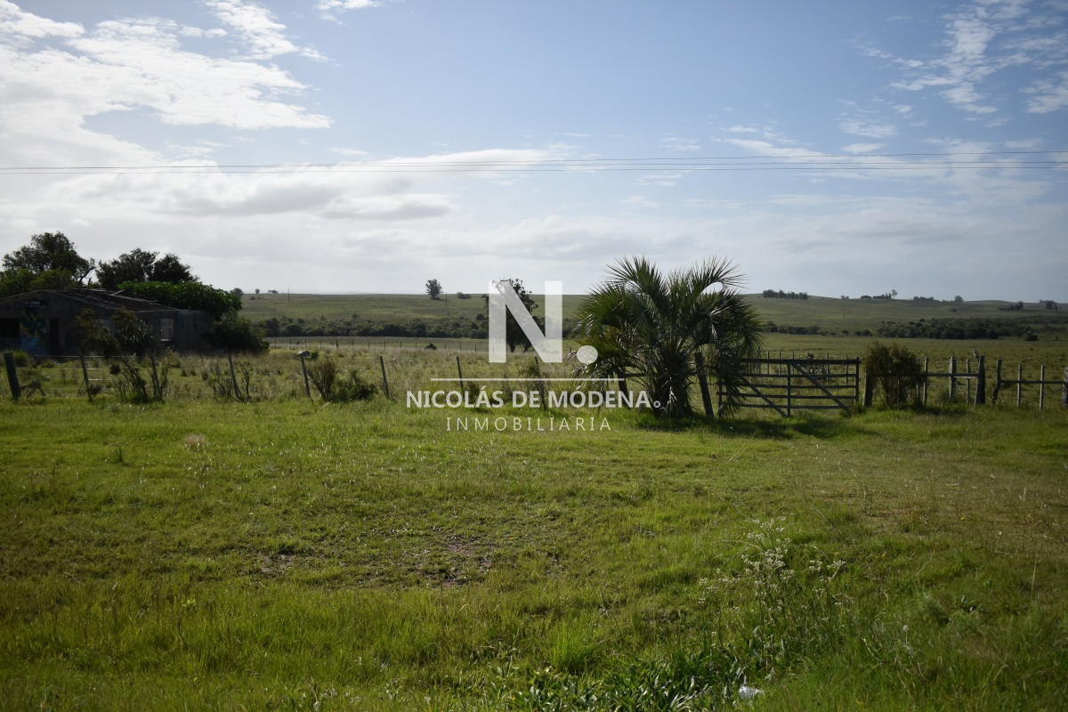 Campo