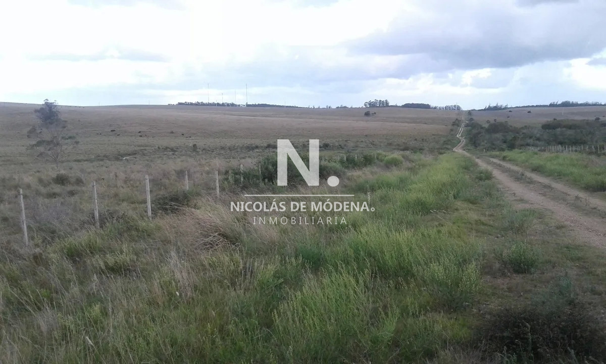 Campo