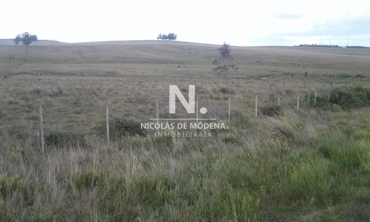Campo