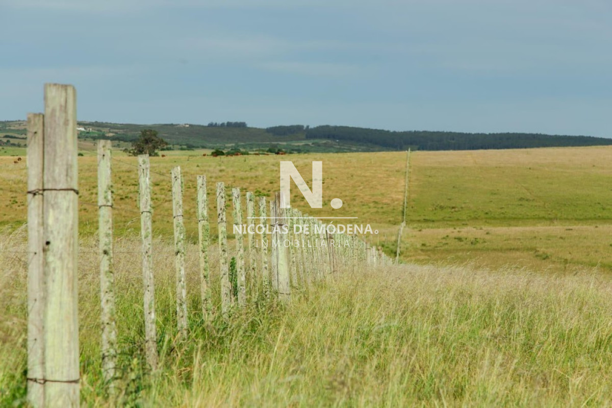 Campo