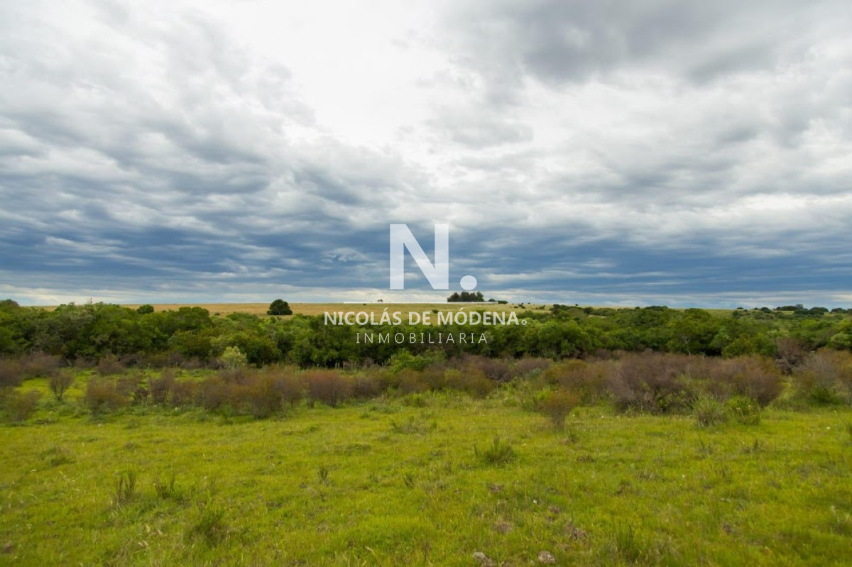 Campo