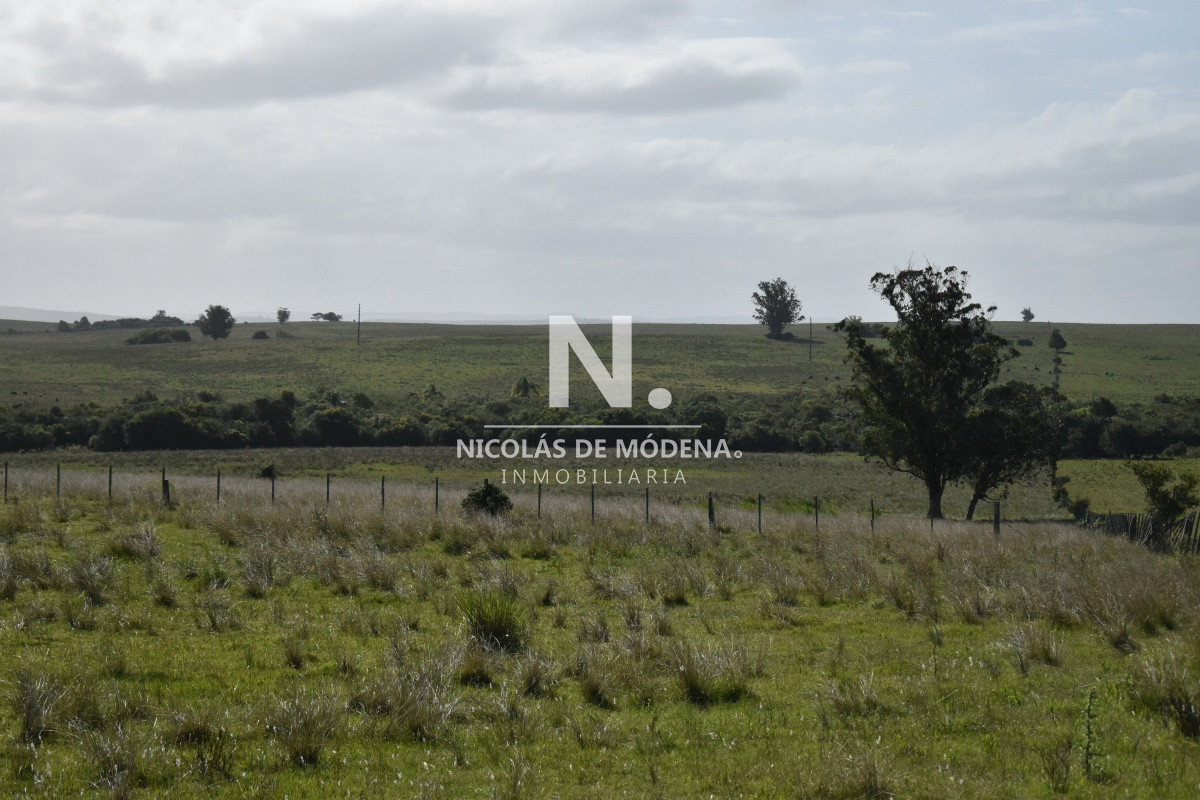 Campo