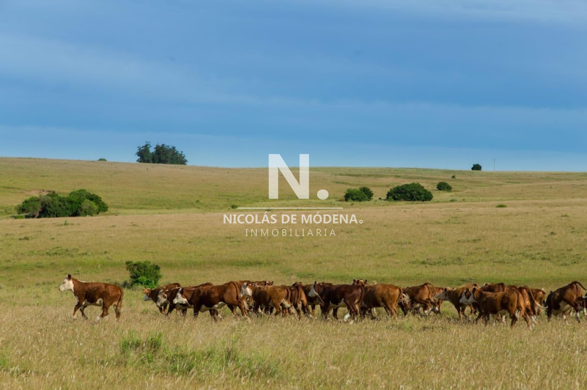 Campo