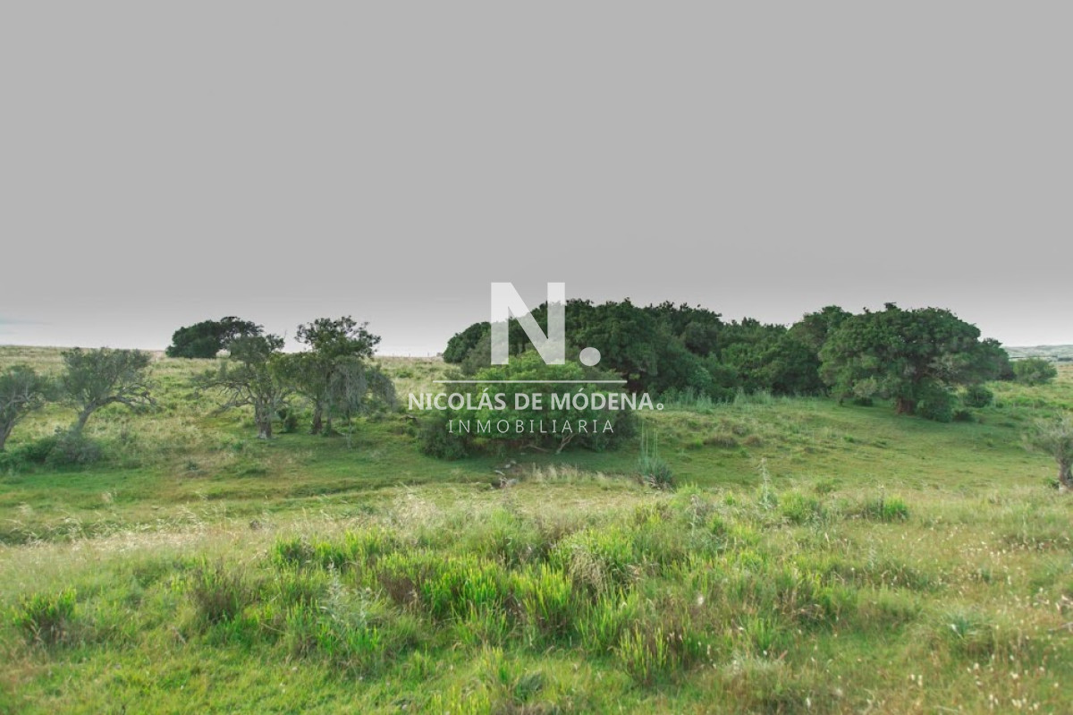Campo