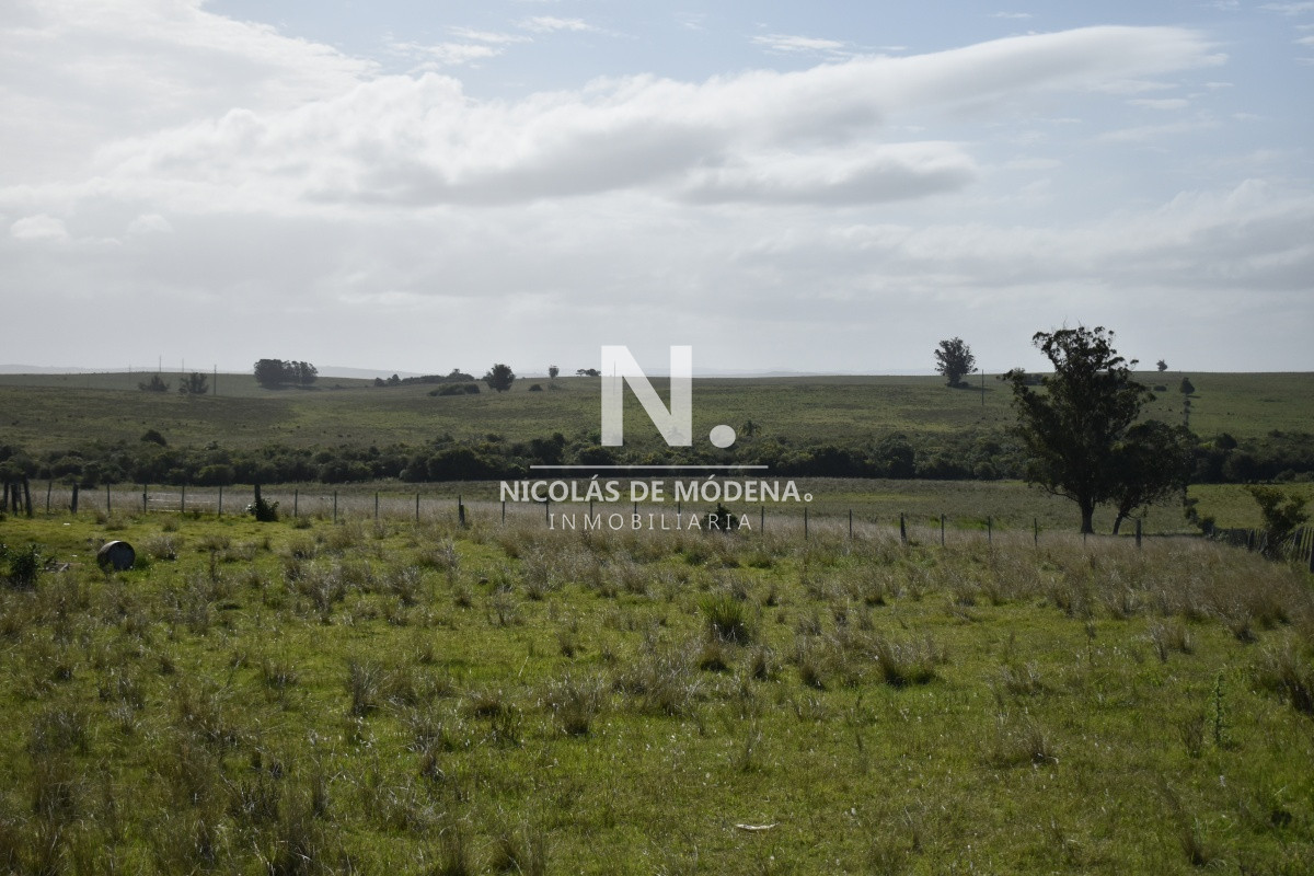 Campo