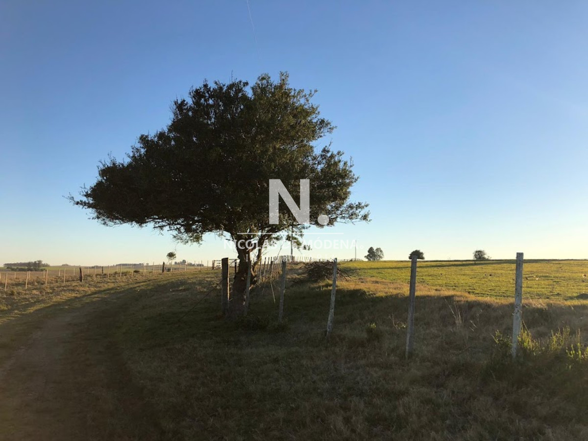 Campo