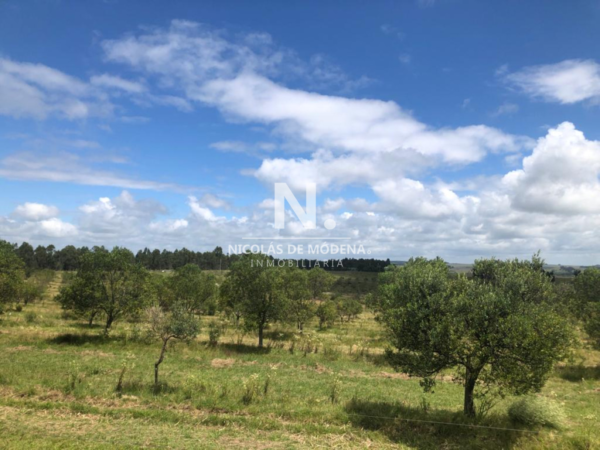 Campo
