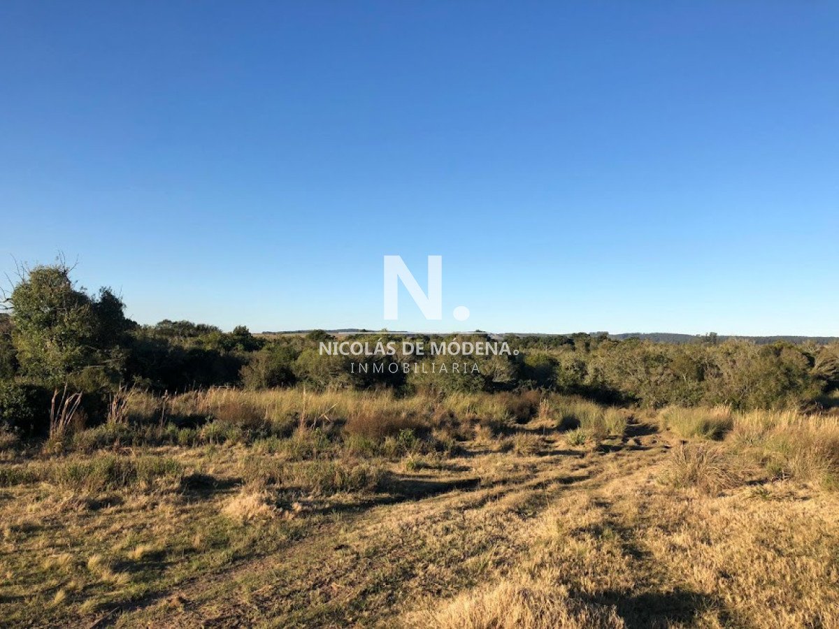 Campo