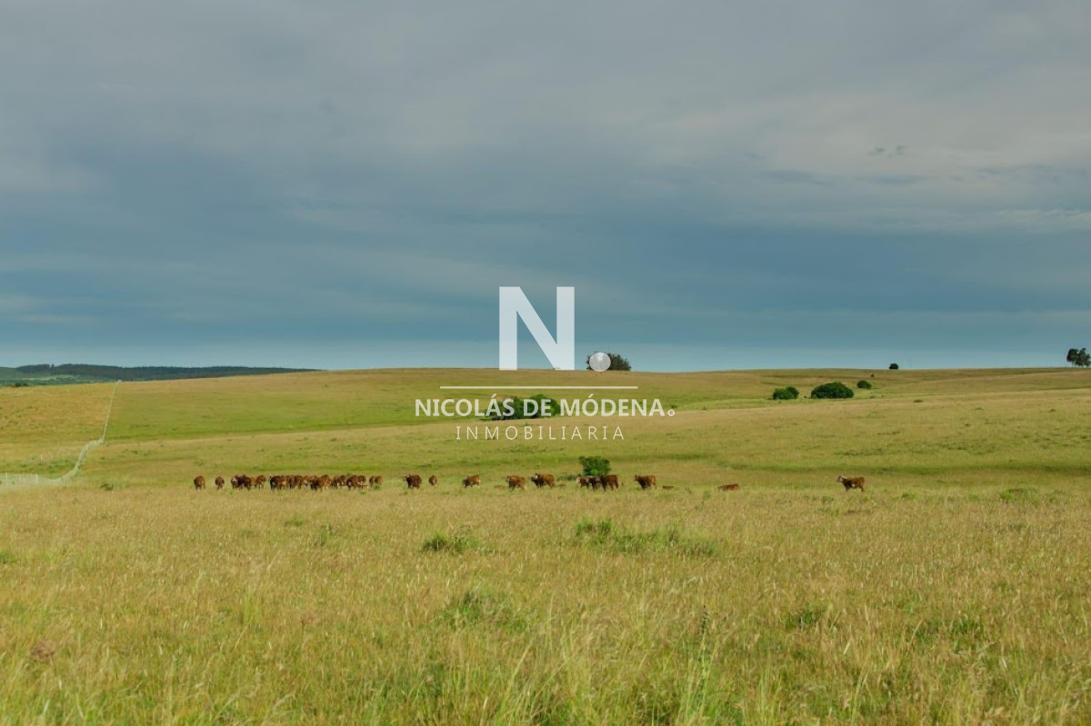 Campo