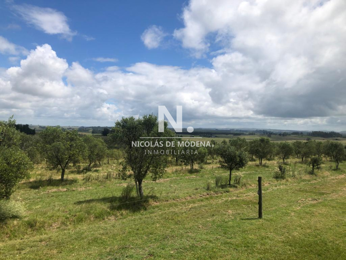 Campo