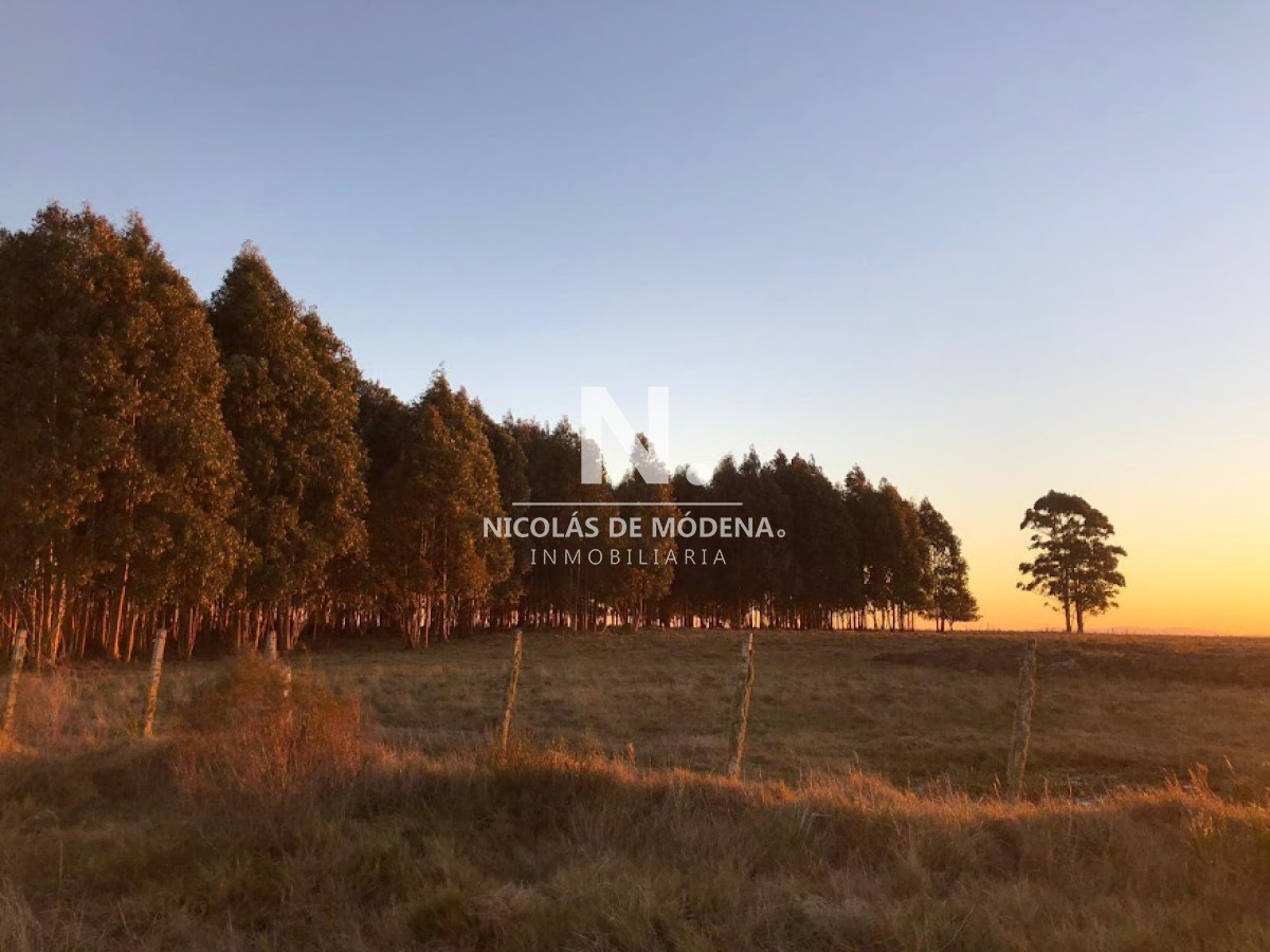 Campo