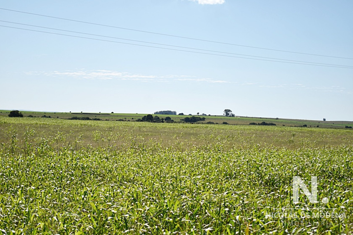 36 ha. sobre ruta 9 - GoPunta - Portal Inmobiliario de Punta del Este - Maldonado
