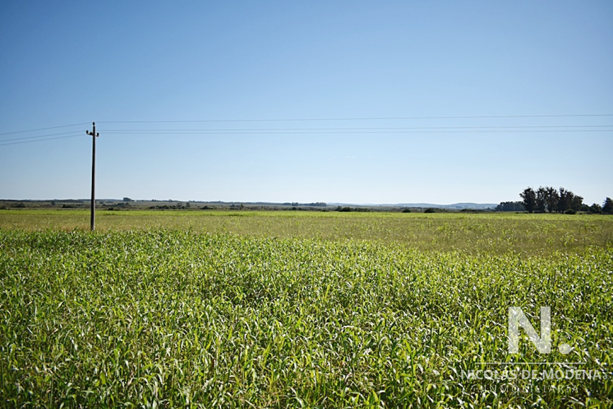 36 ha. sobre ruta 9 - GoPunta - Portal Inmobiliario de Punta del Este - Maldonado