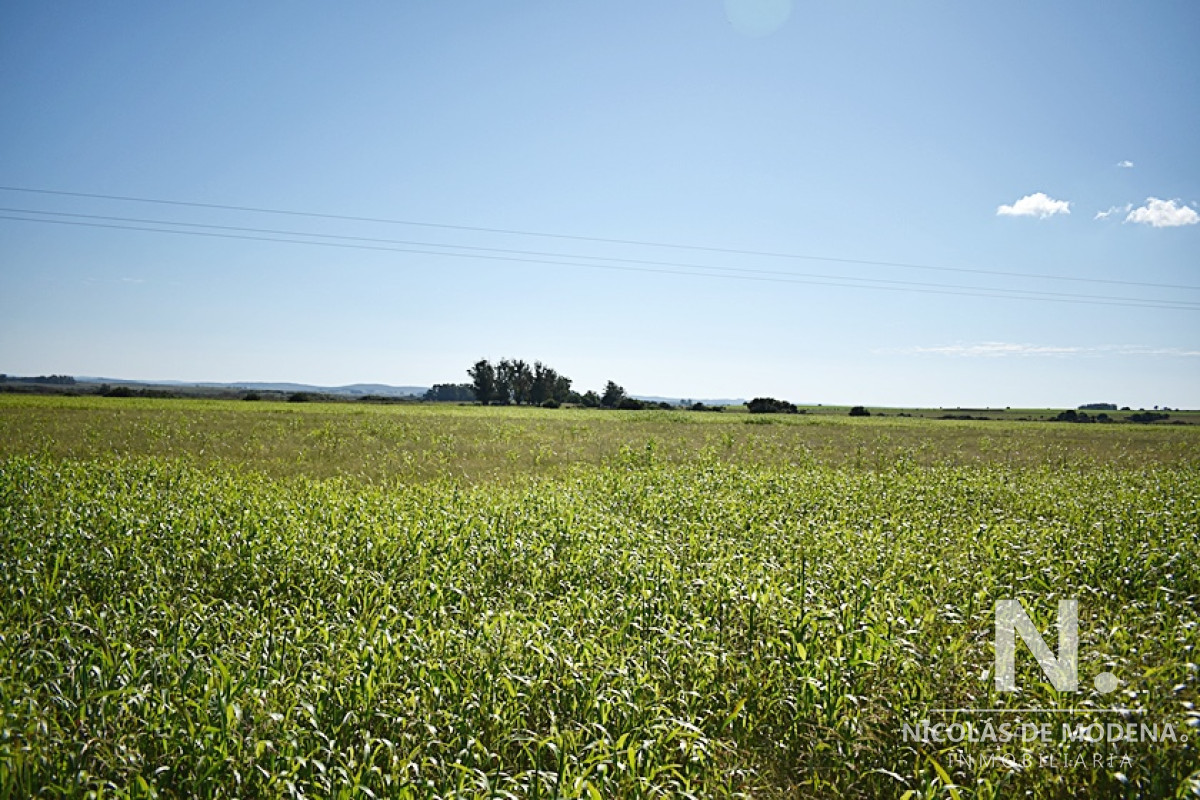 36 ha. sobre ruta 9 - GoPunta - Portal Inmobiliario de Punta del Este - Maldonado