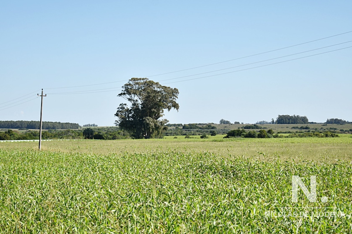 36 ha. sobre ruta 9 - GoPunta - Portal Inmobiliario de Punta del Este - Maldonado