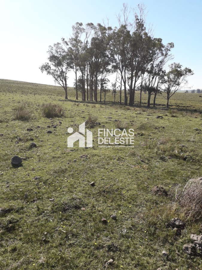Chacra ID.451/Chacra-de-50-hectáreas- - Chacra de 50 hectáreas 